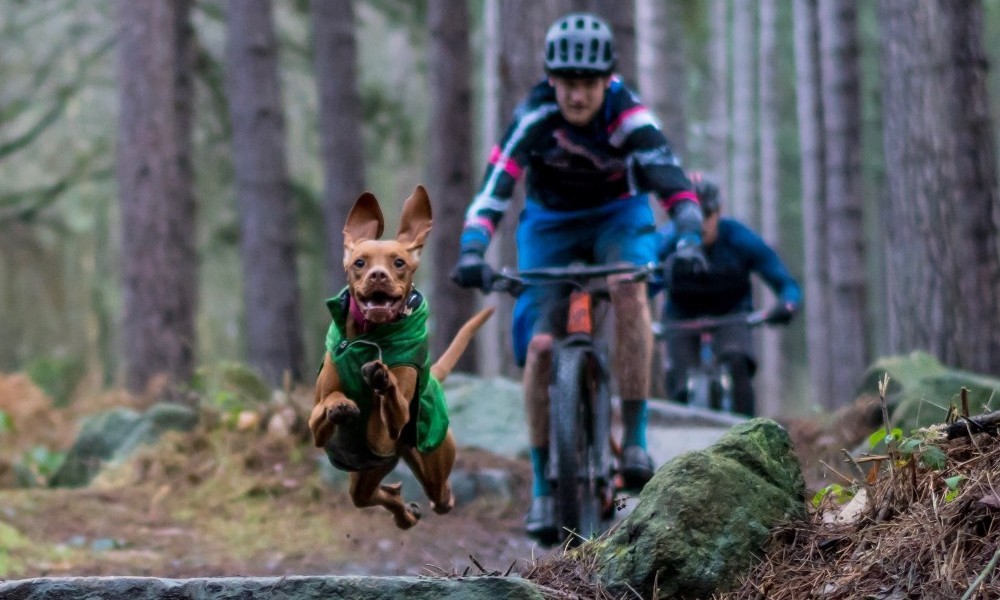 RUBY THE TRAIL DOG